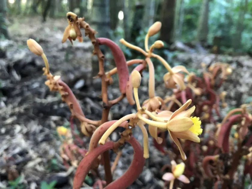 Cyrtosia septentrionalis