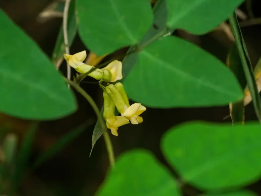 Dumasia truncata