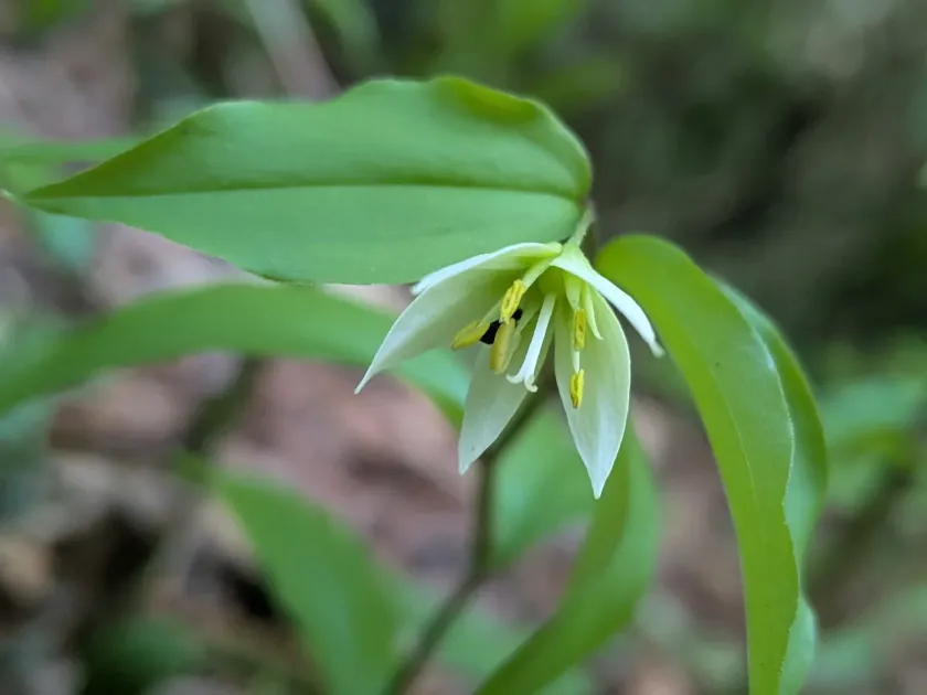 Disporum smilacinum