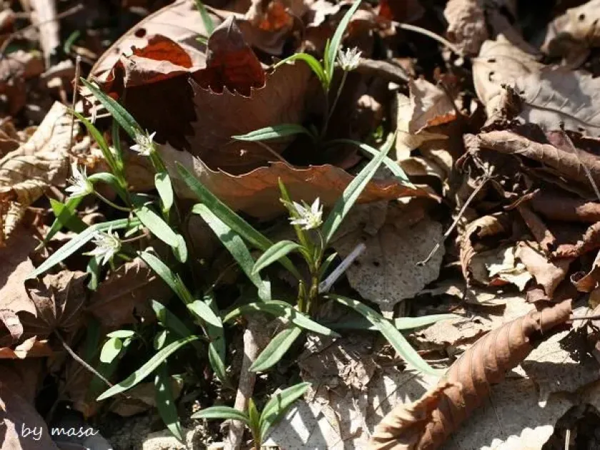 Pseudostellaria heterantha