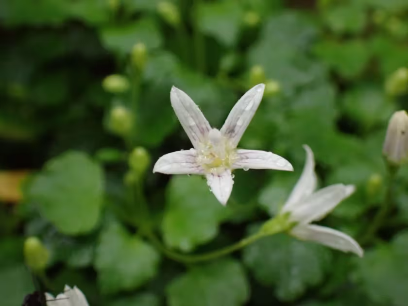 Peracarpa carnosa