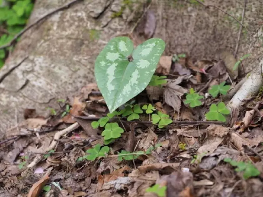 Blume's wild ginger