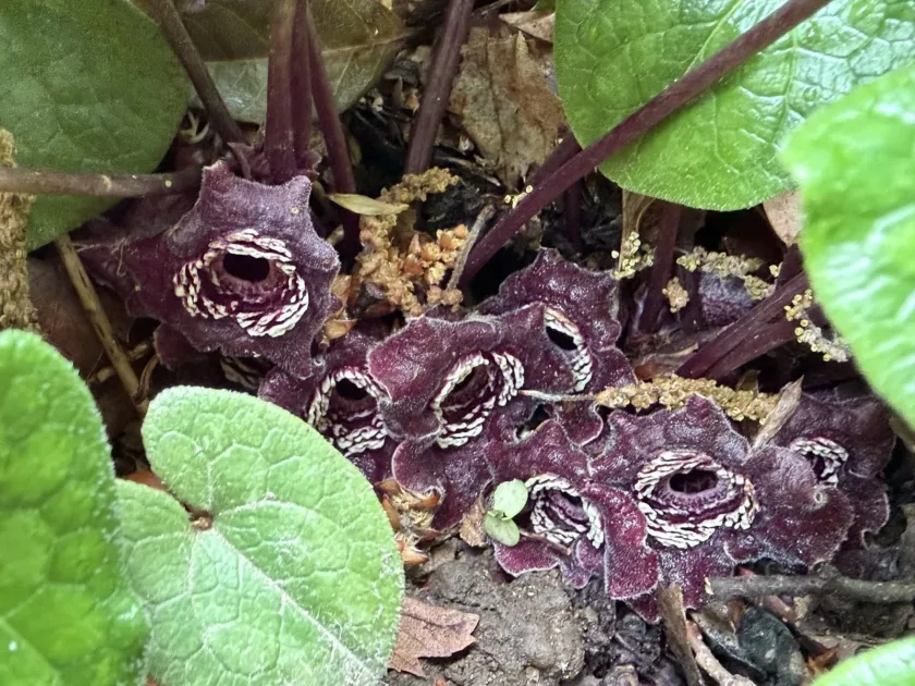 Tama wild ginger