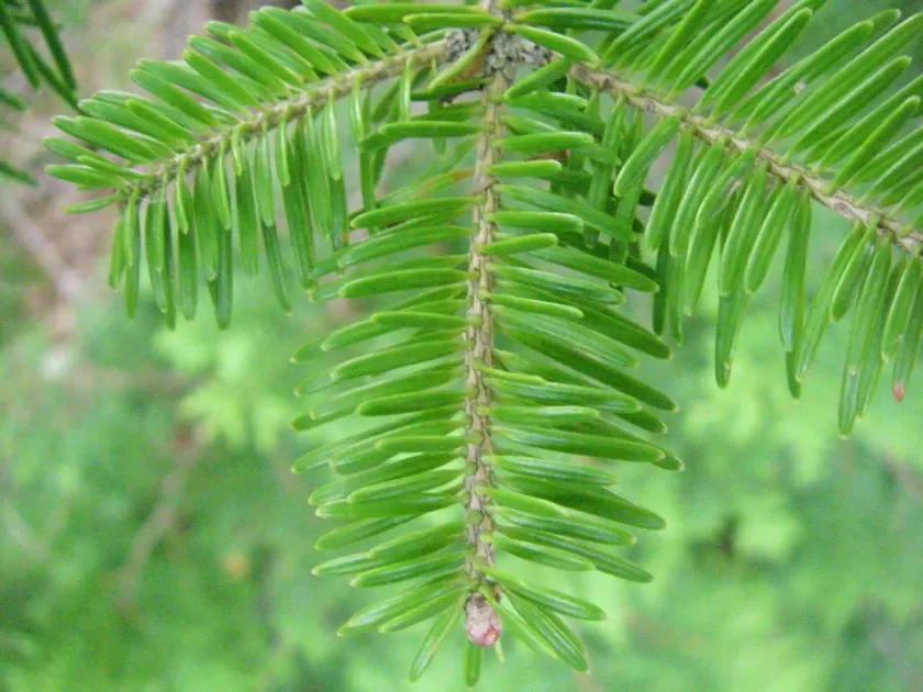 Nikko fir