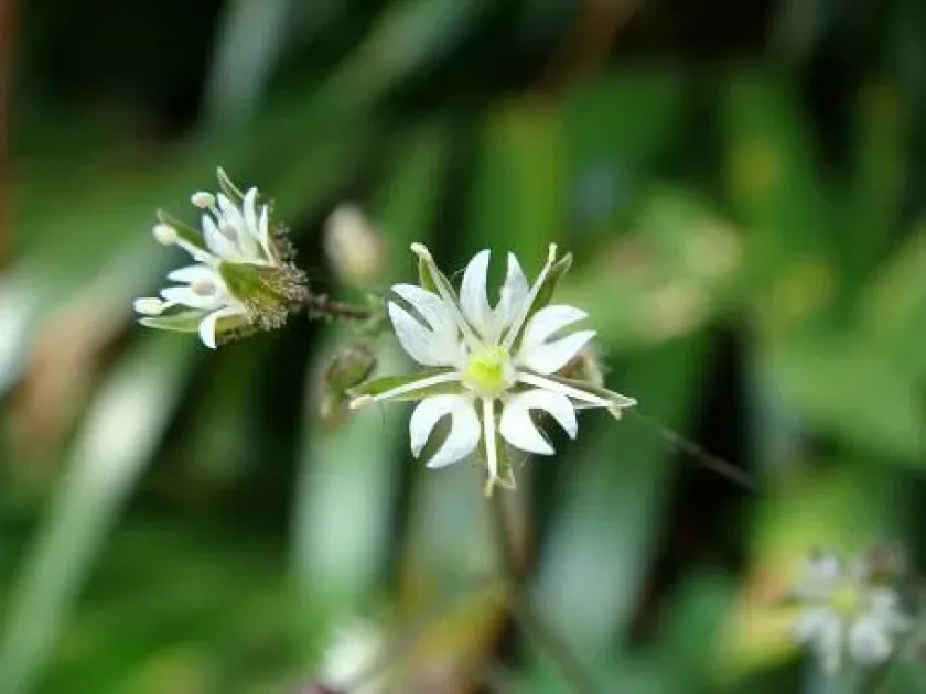 Stellaria monosperma