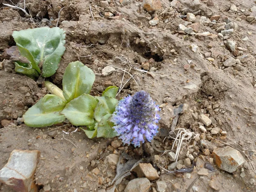 Lagotis glauca
