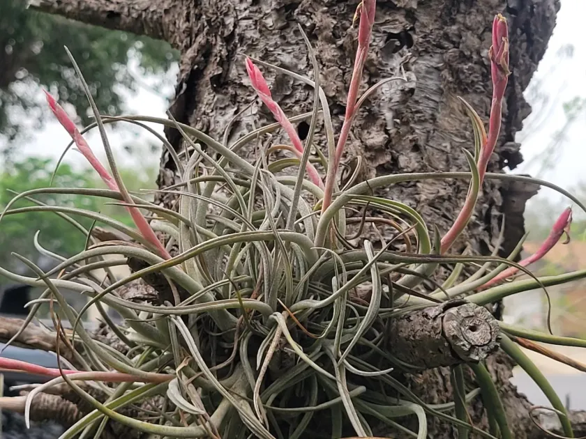 Tillandsia baileyi