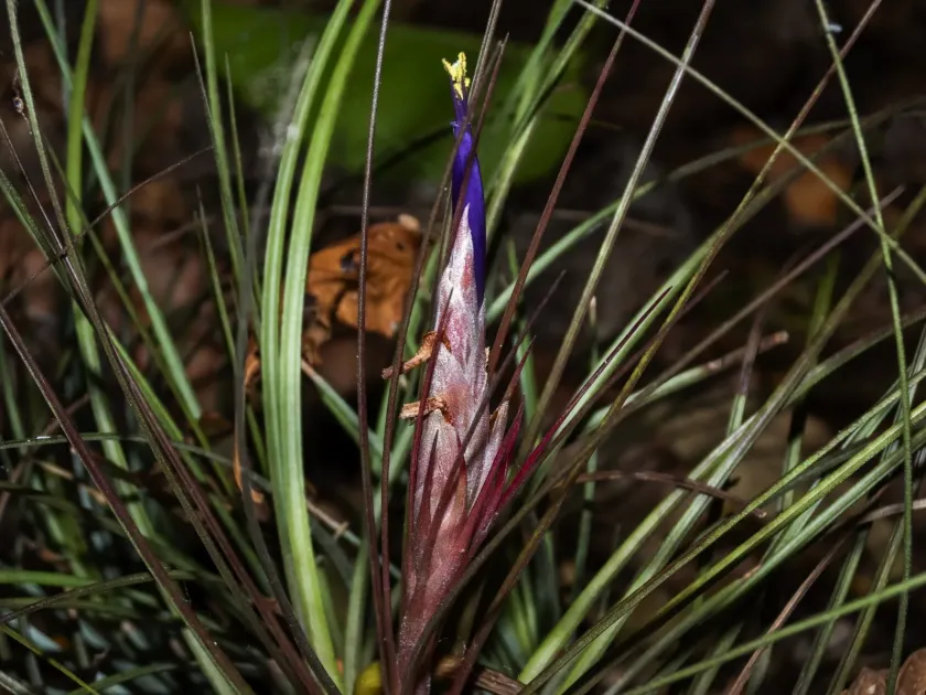 Tillandsia juncea