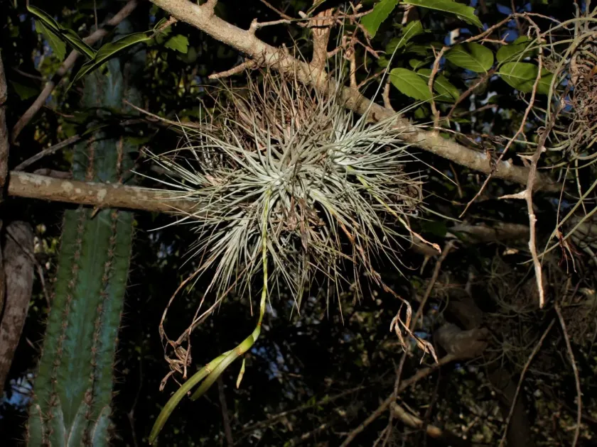 Tillandsia argentea