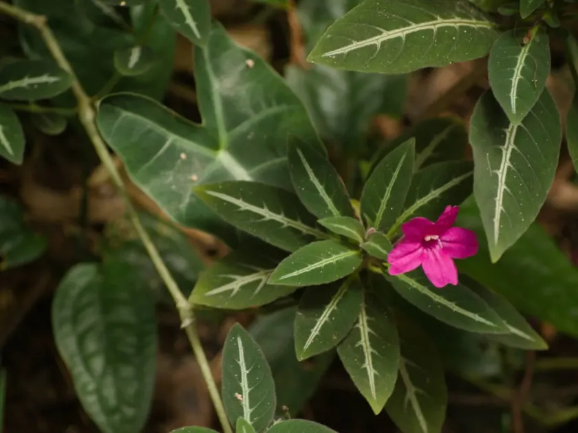 Ruellia makoyana