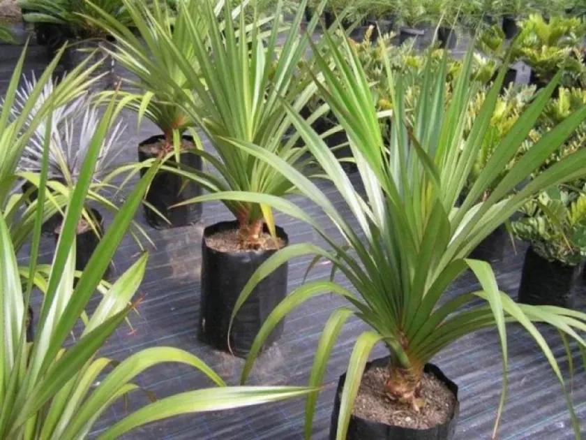Pandanus sanderi