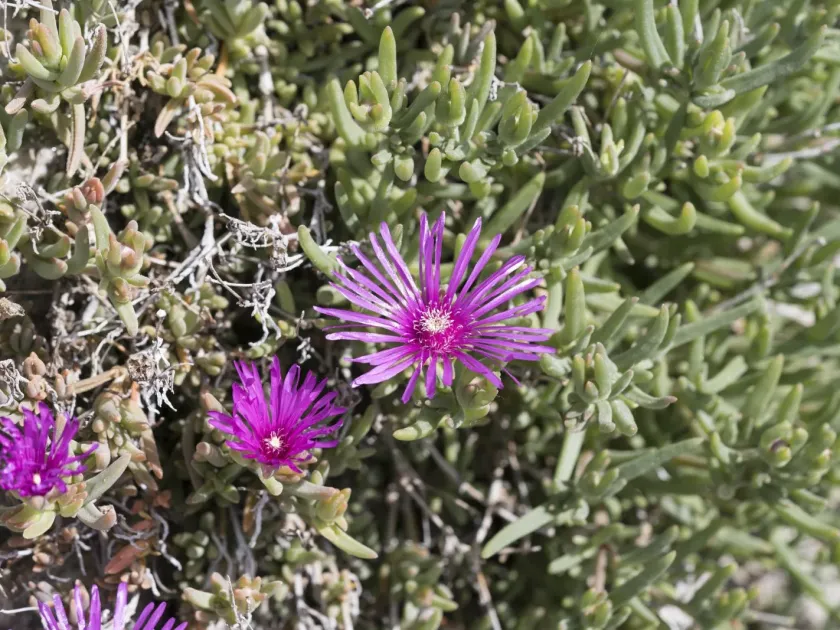 Delosperma cooperi