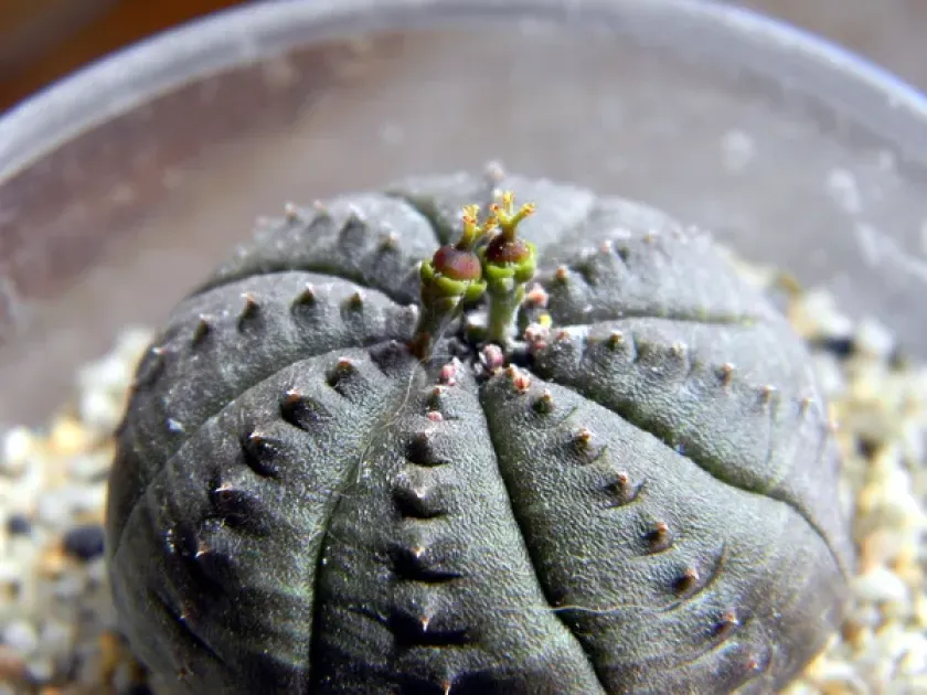 Baseball plant