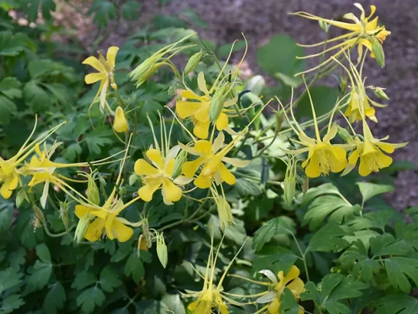 Hinckley's columbine