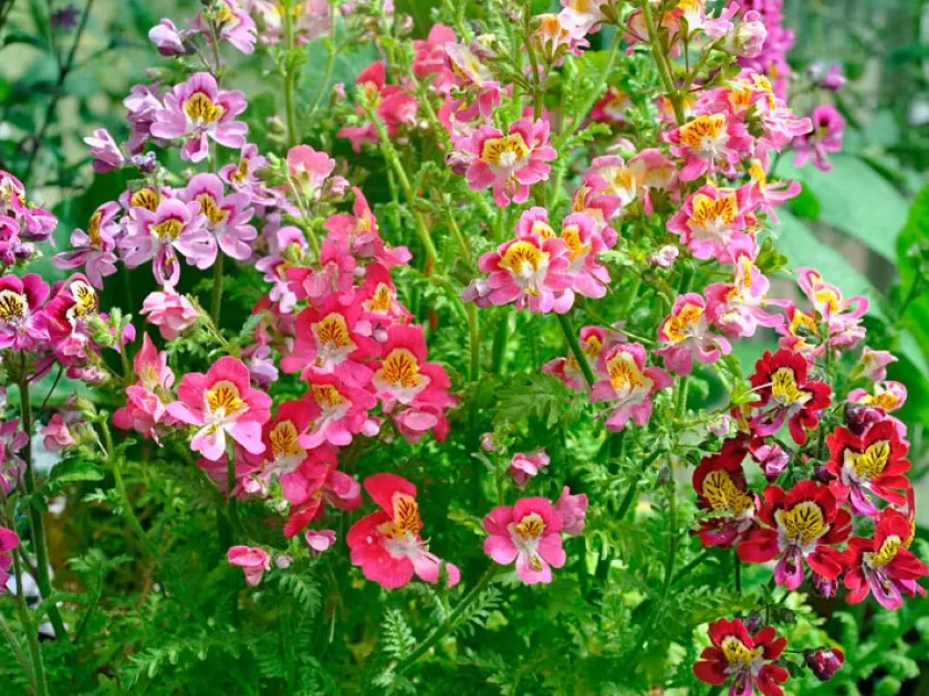 Schizanthus wisetonensis