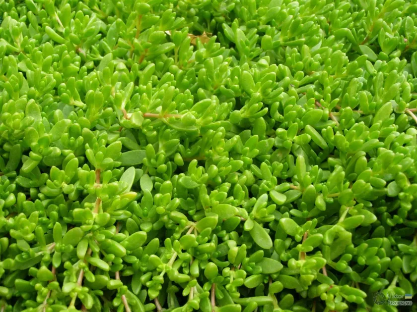 Delosperma nubigenum