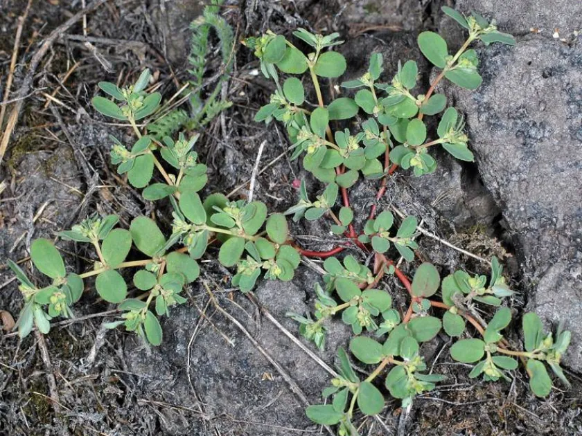 Thyme-leaf sandmat