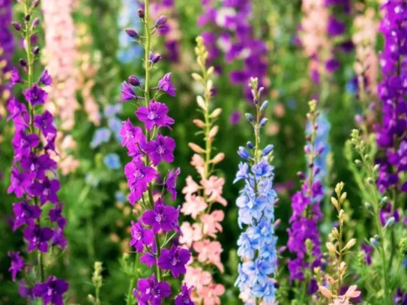 Delphinium formosum