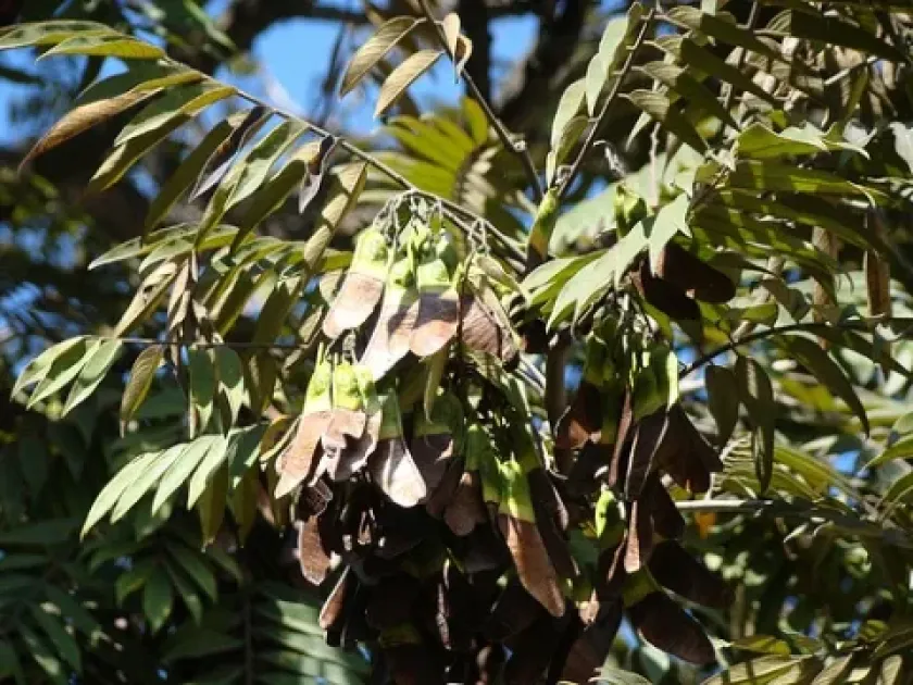 Machaerium villosum