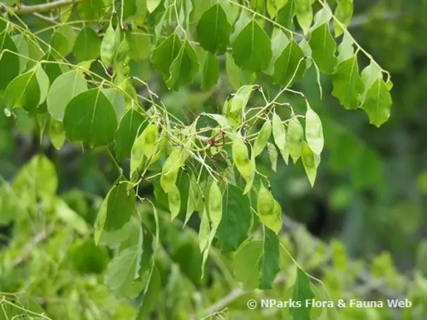 Dalbergia foliosa