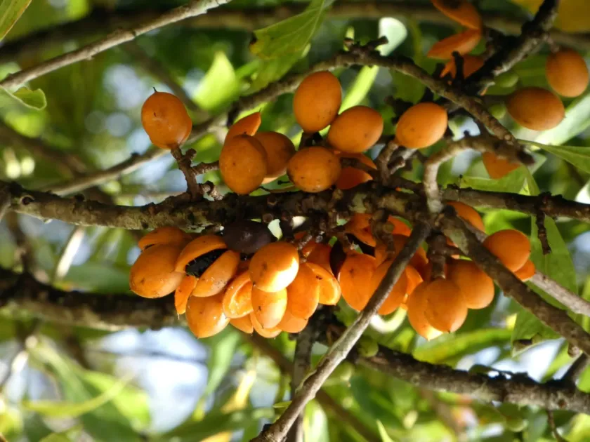 Petroleum nut