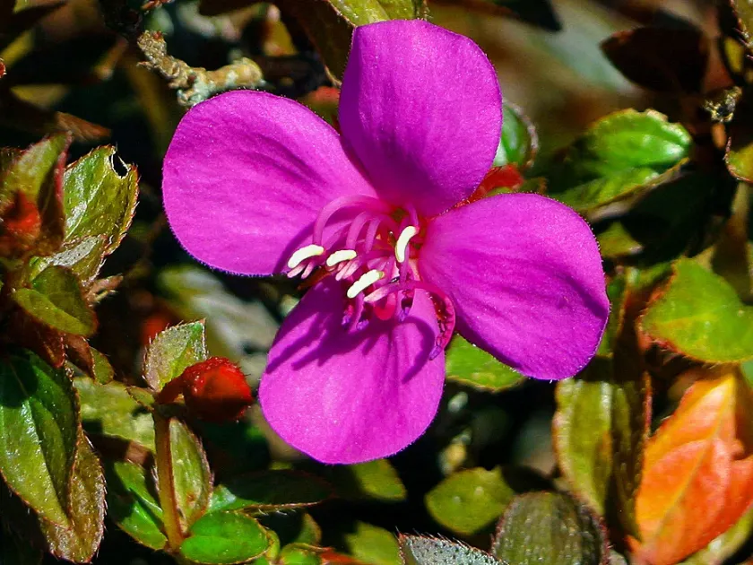 Centradenia