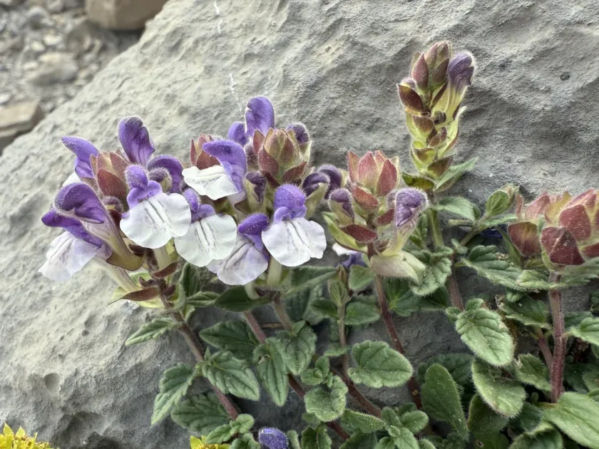 Alpine skullcap