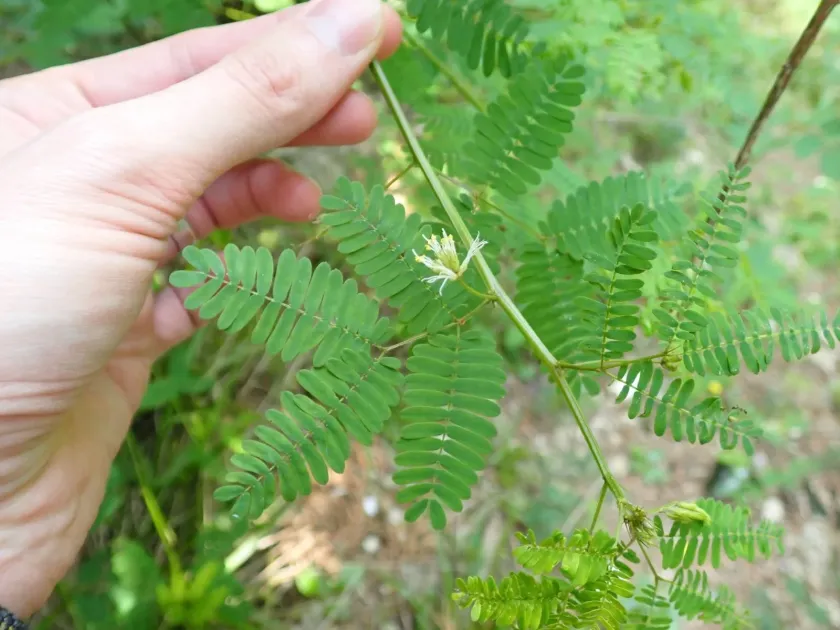 Desmanthus virgatus