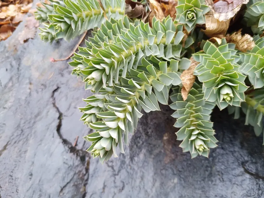 Myrtle spurge