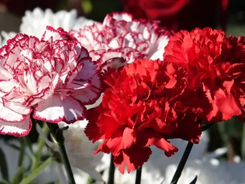 Carnation