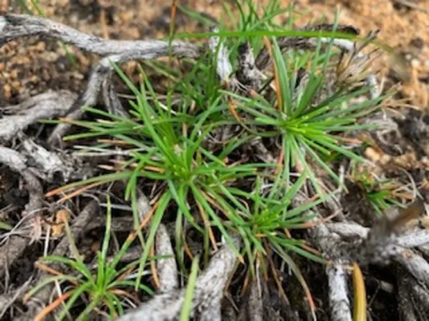Borya nitida