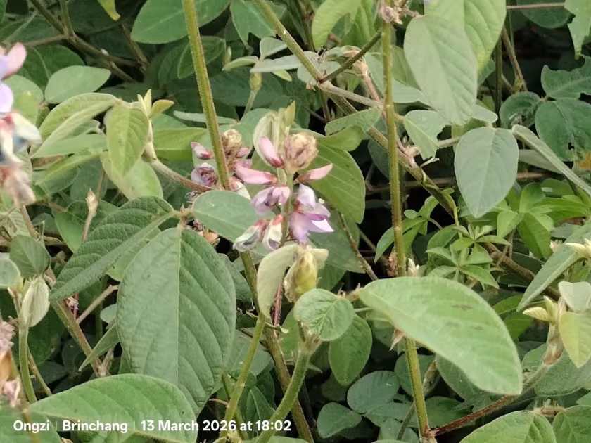 Desmodium intortum