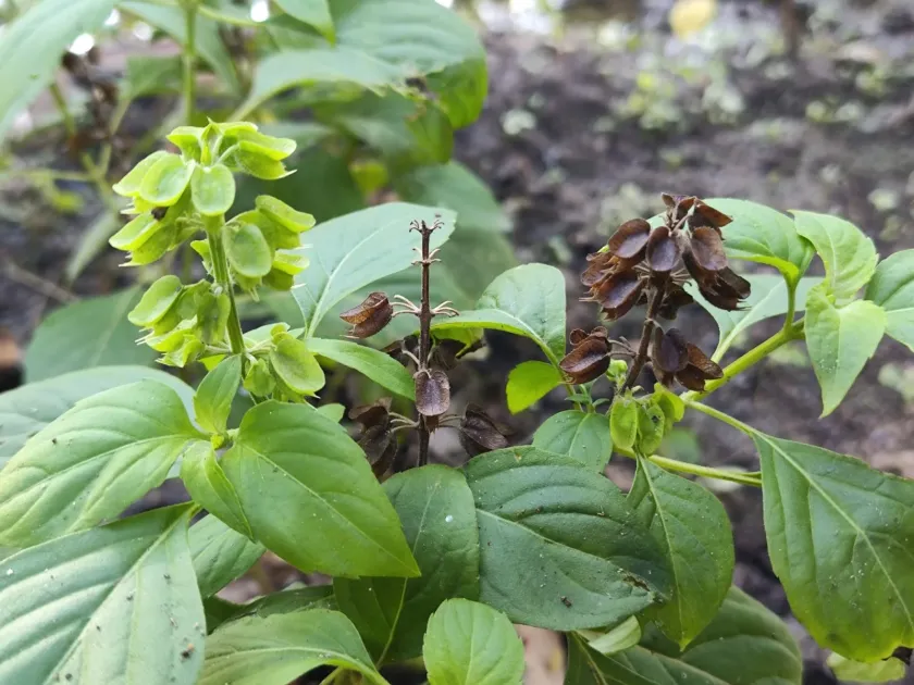 Ocimum campechianum