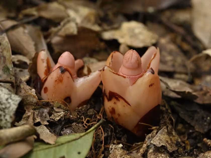 Mitrastemon yamamotoi