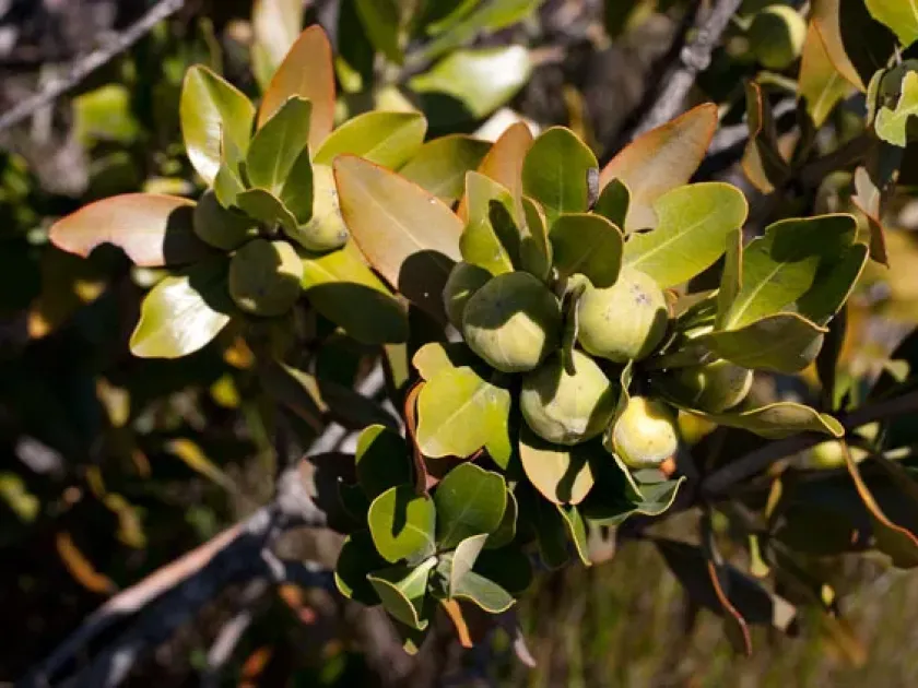 Hyaenanche globosa