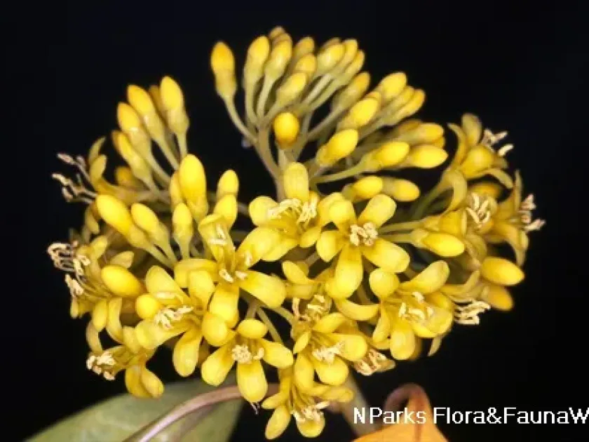 Pteleocarpa lamponga