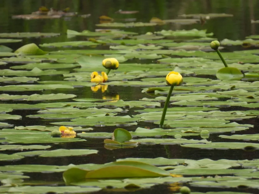 Variegated yellow pond-lily
