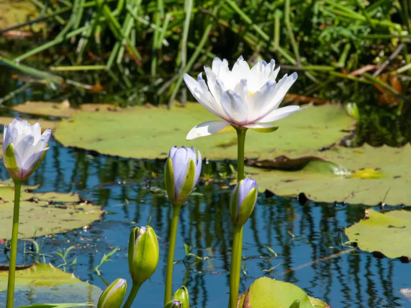 Giant water lily