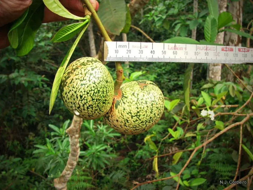 Voacanga africana