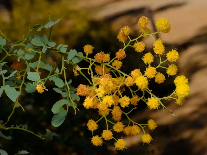 Mudgee wattle