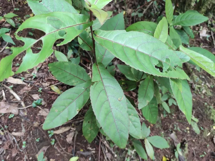 Acalypha integrifolia