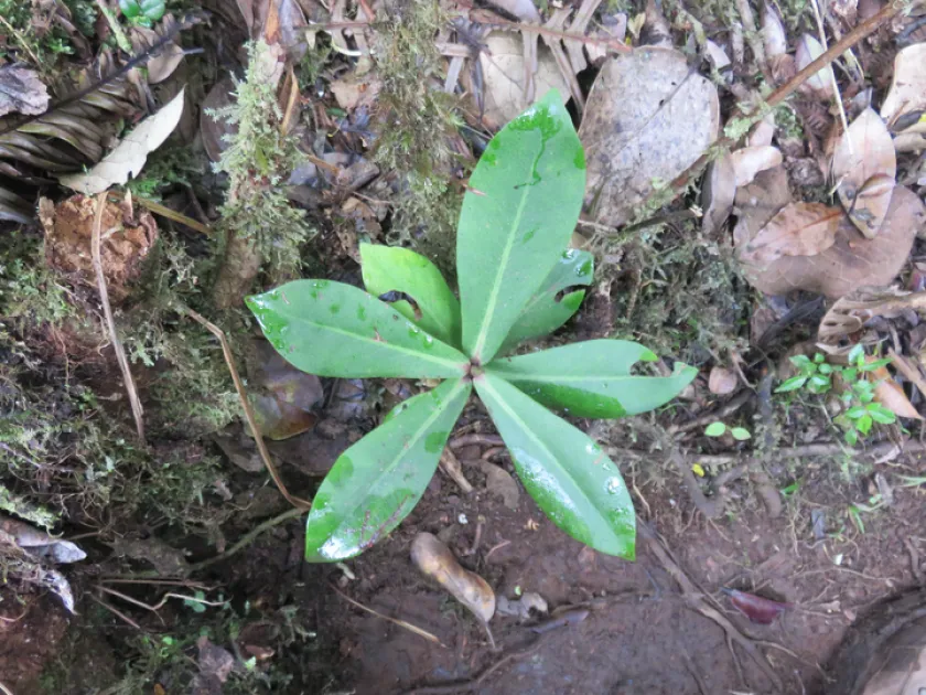 Badula grammisticta