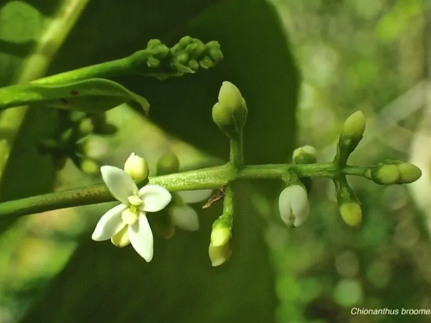 Chionanthus broomeana