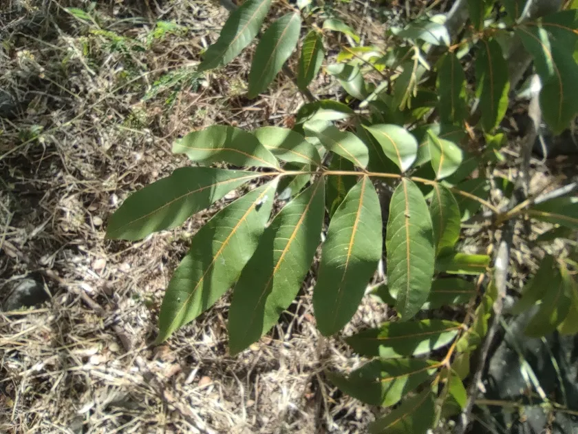 Cossinia pinnata