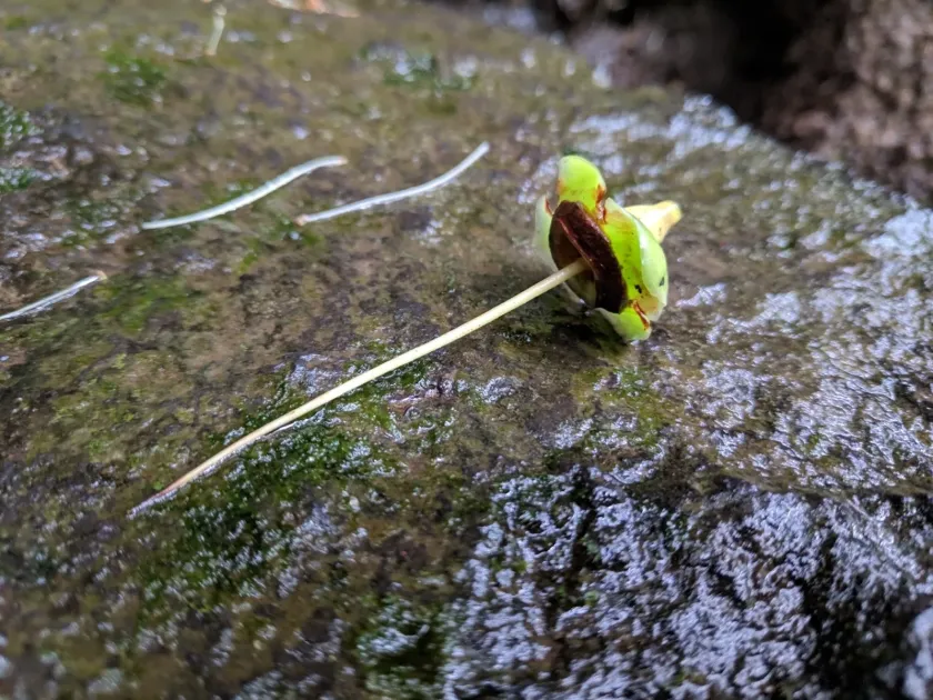 Foetidia mauritiana