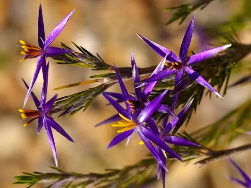 Calectasia cyanea