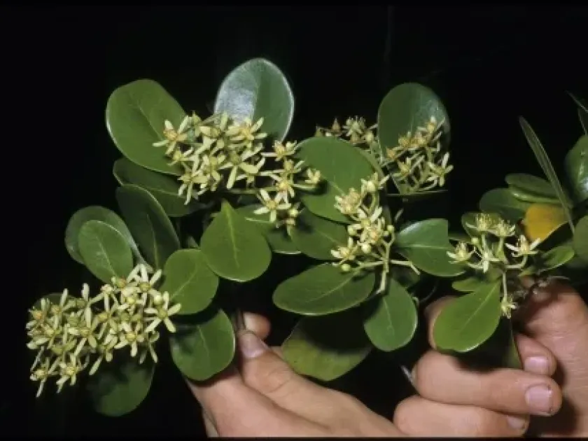 Asteropeia multiflora