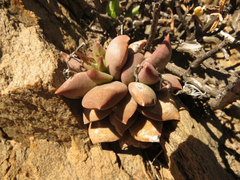 Anacampseros telephiastrum