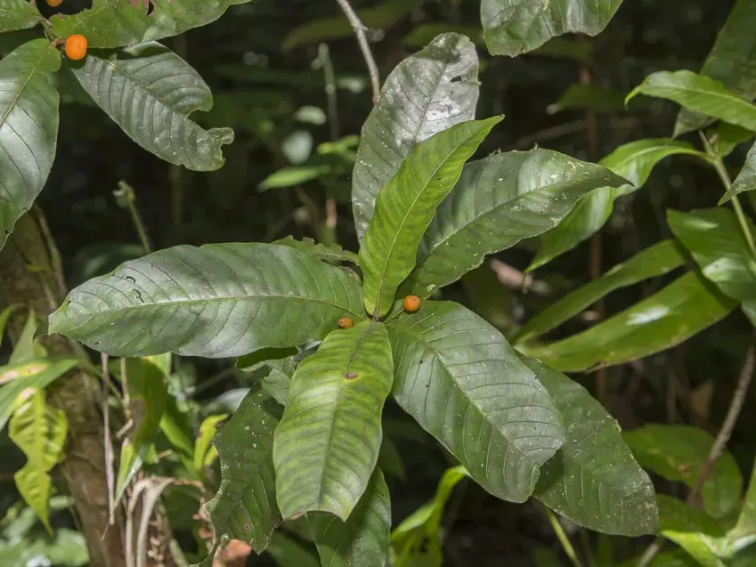 Quiina guianensis