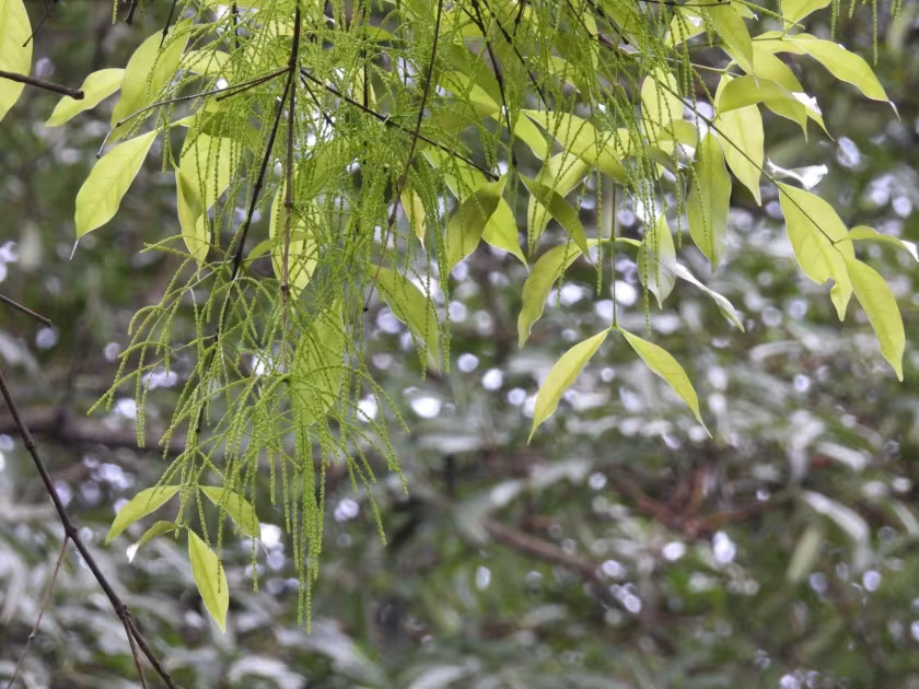 Crypteronia paniculata